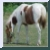 Arrow Stables